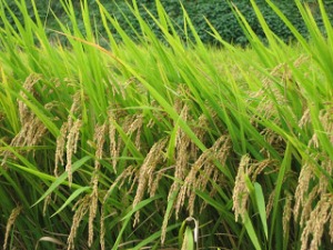 Rice close-up